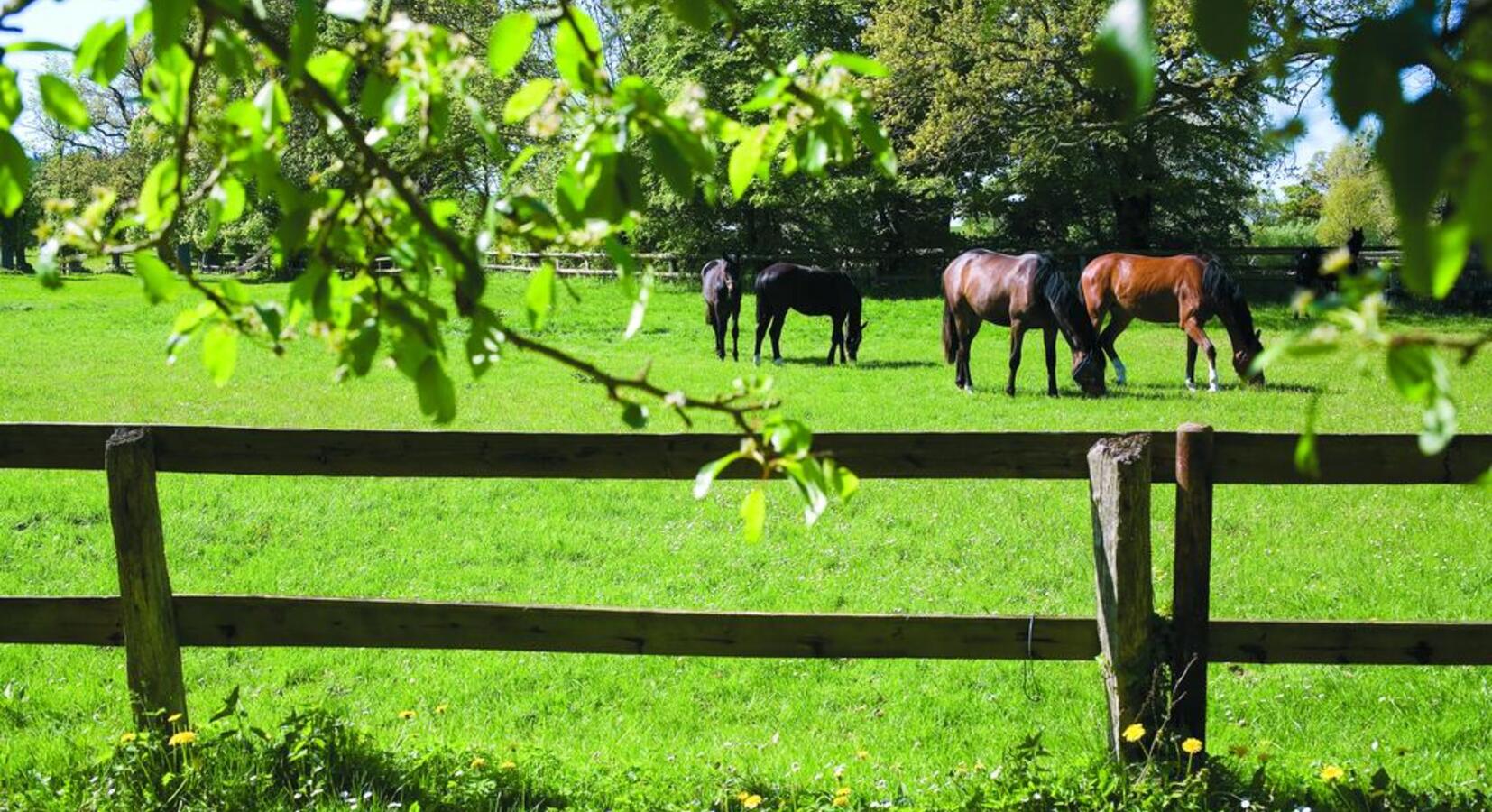 A stud farm surrounds the property