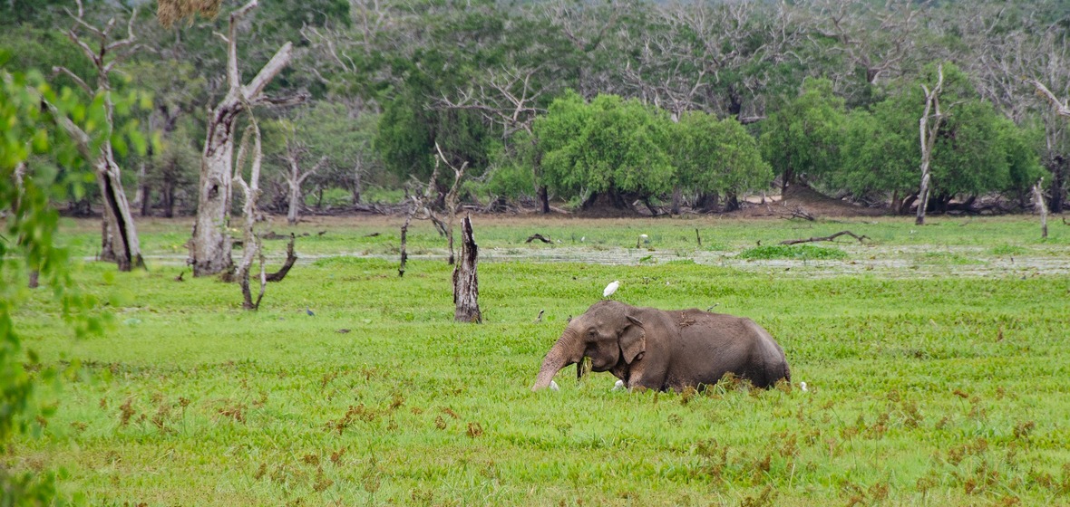 Photo of Yala