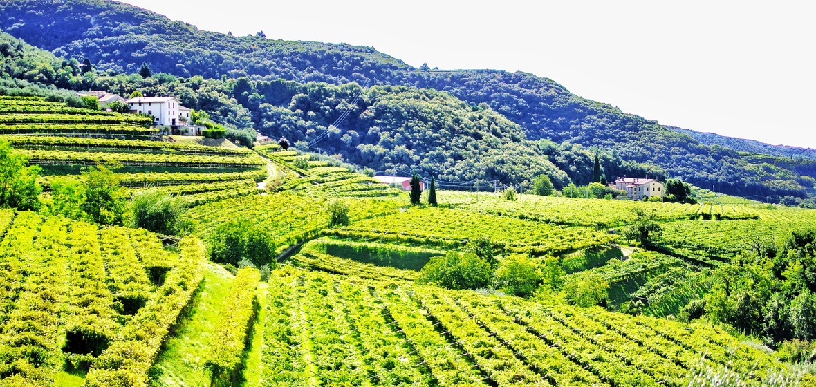 Photo of Valpolicella