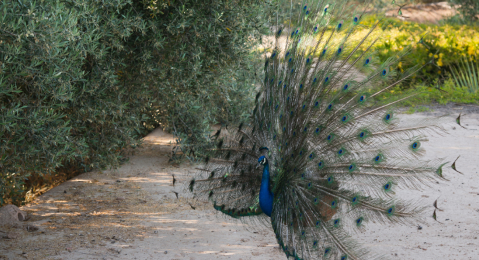 Garden peacock