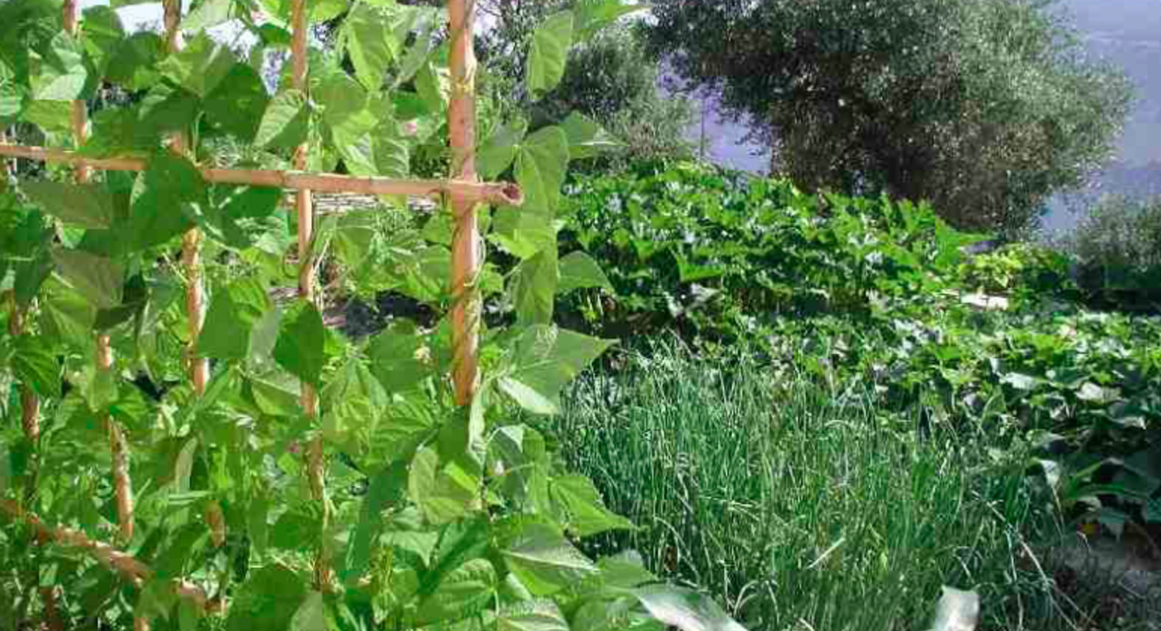 Vegetable Garden