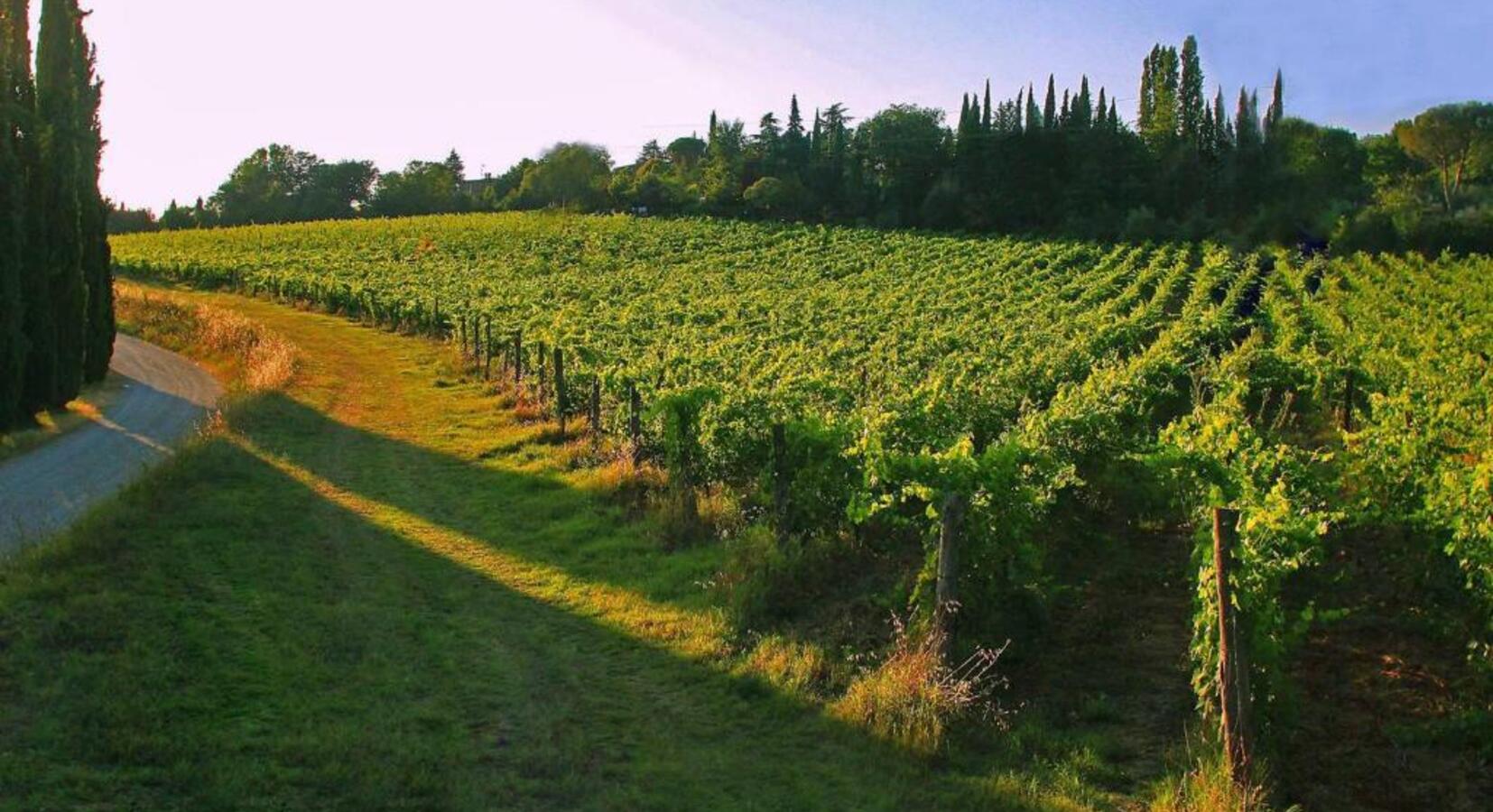 Vineyards