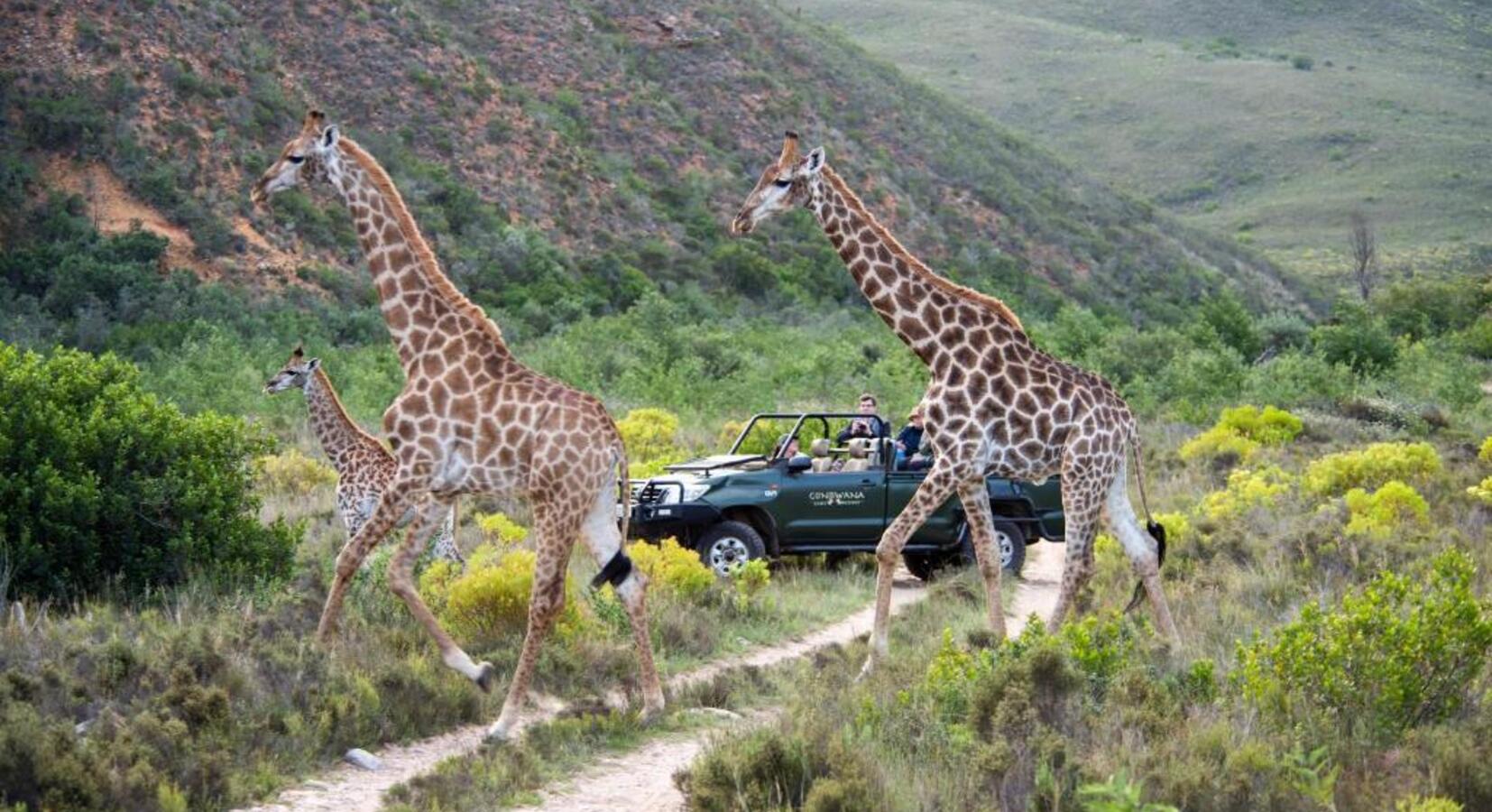 Game Drive