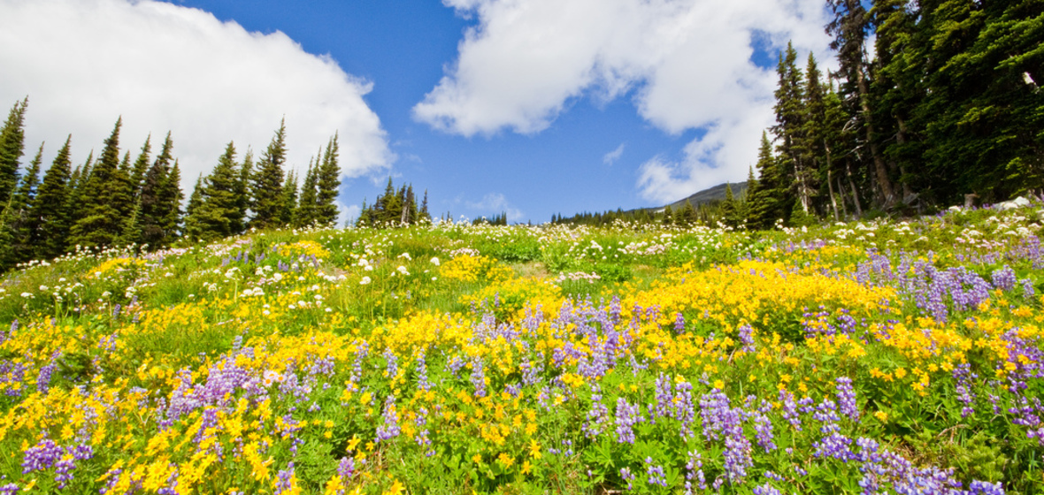 Photo of Whistler