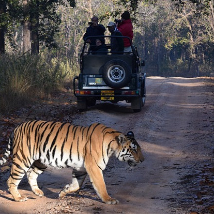 The Best Hotels near the Tadoba Tiger Reserve, India