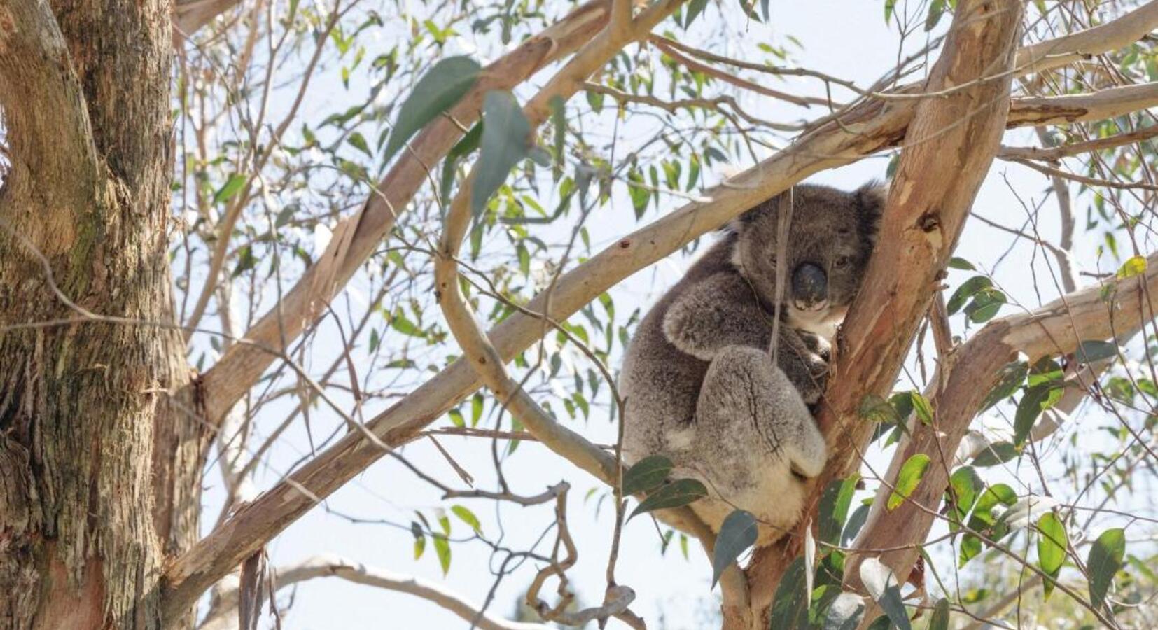 Koala