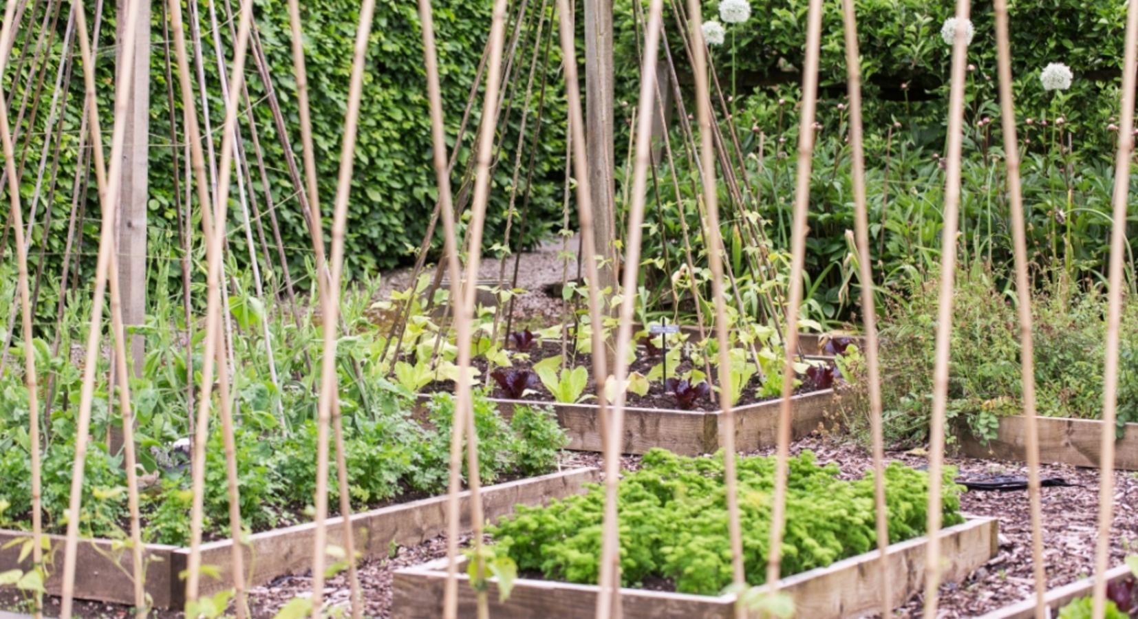 Vegetable gardens