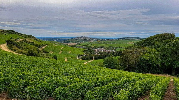 Sancerre Vineyards