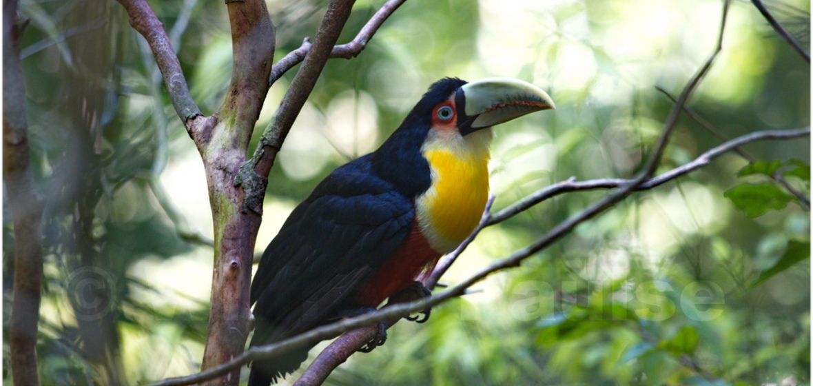 Photo of Foz do Iguaçu