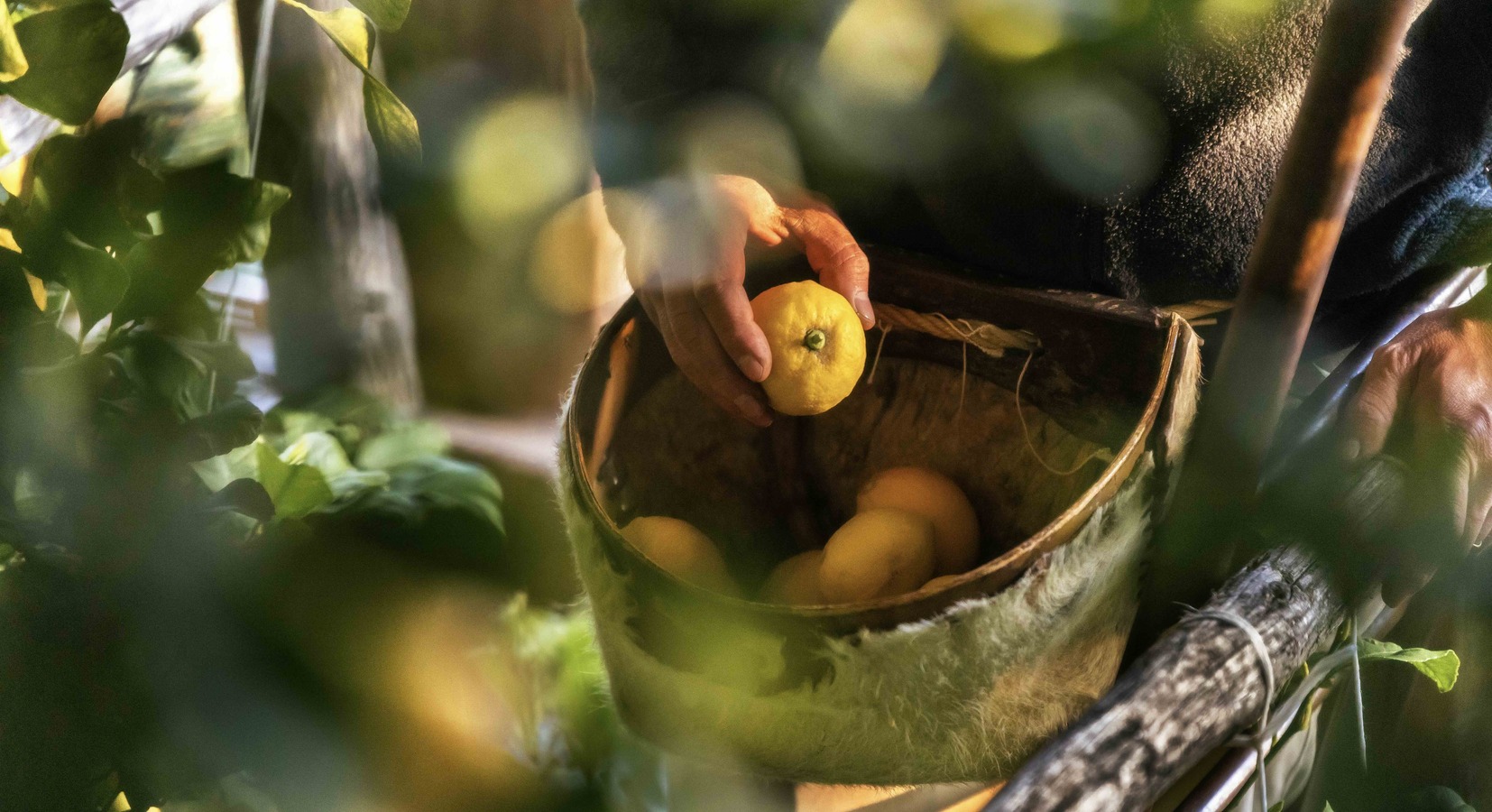 Harvesting the lemons the traditional way