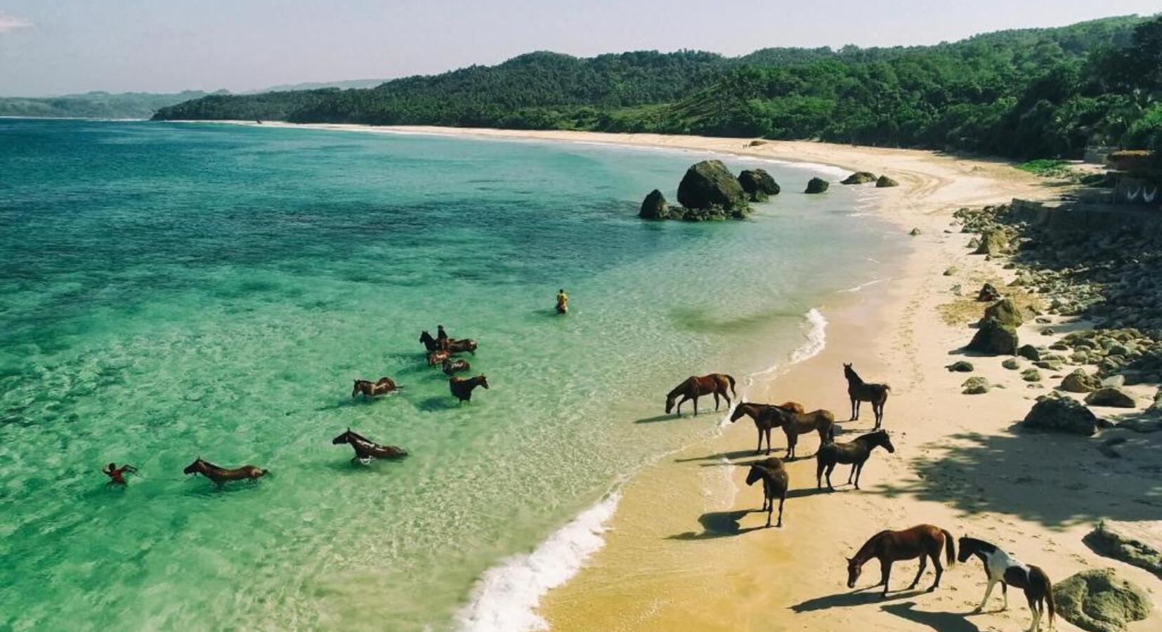 Horses Swimming in the Ocean