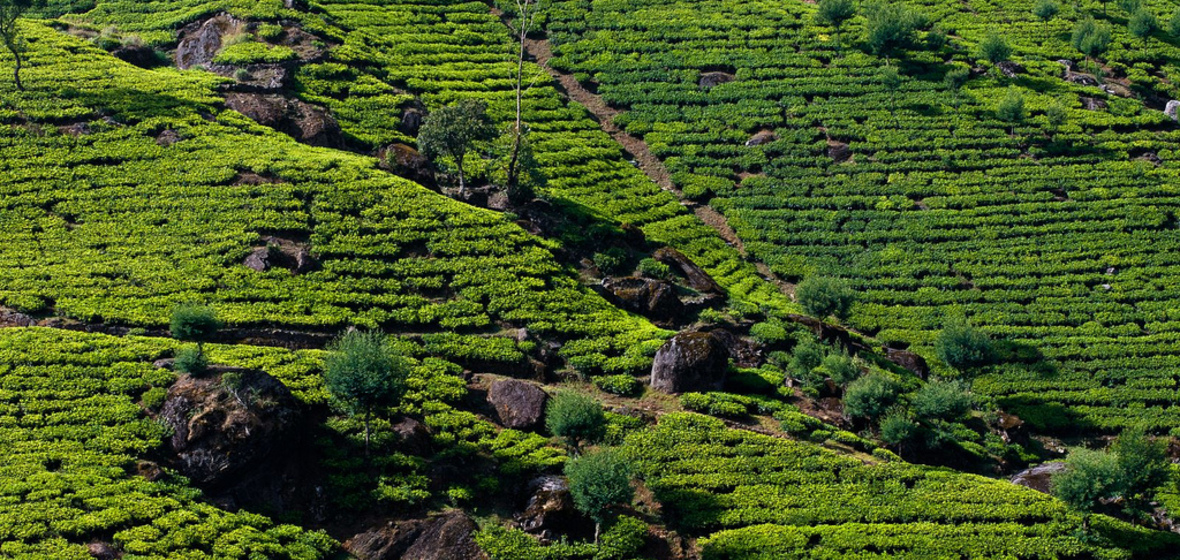 Foto von Nuwara Eliya