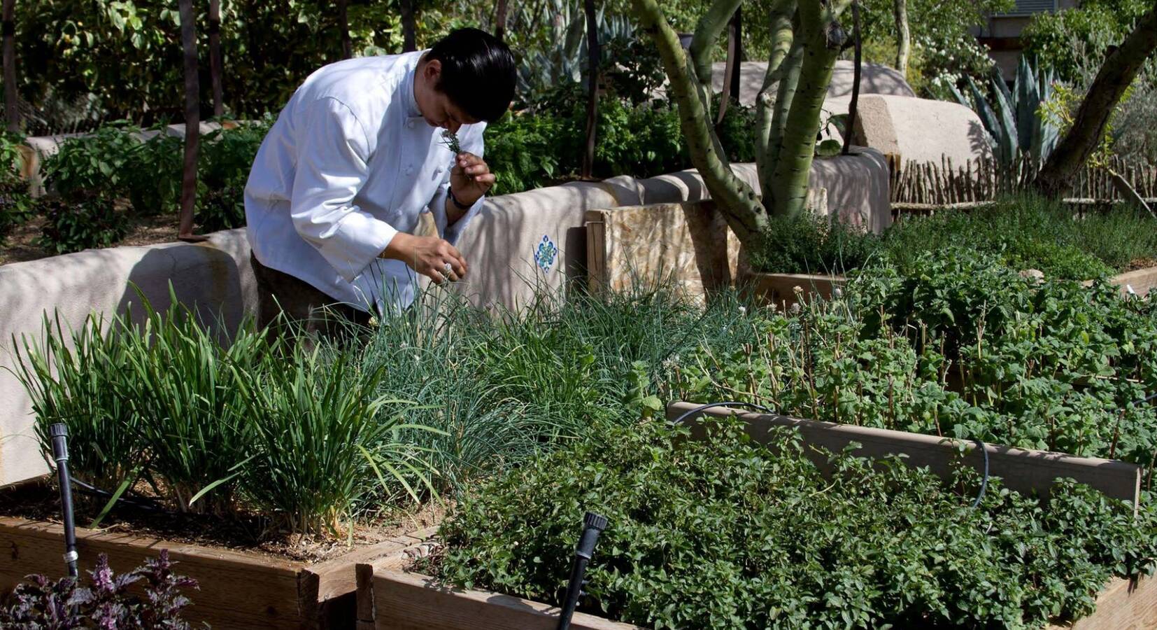 Organic Vegetable Gardens 