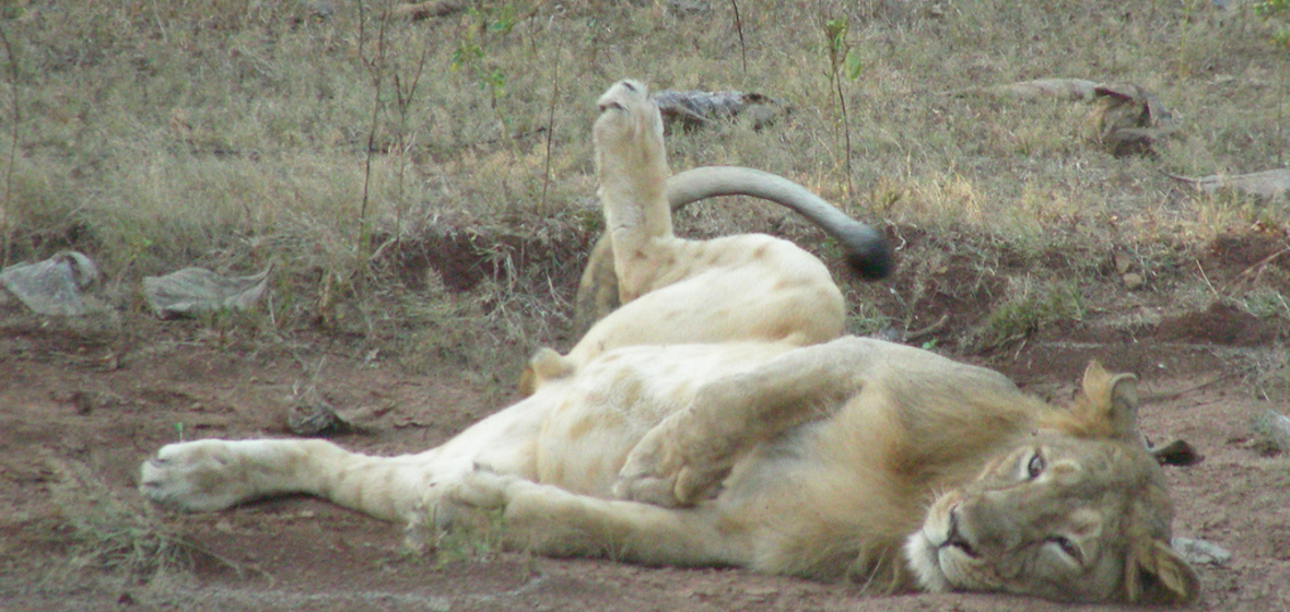 Photo of Sasan Gir