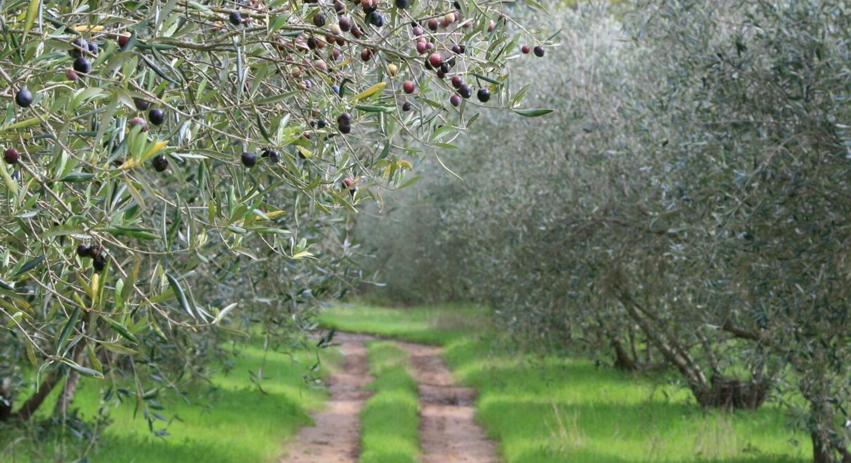 Olive Grove