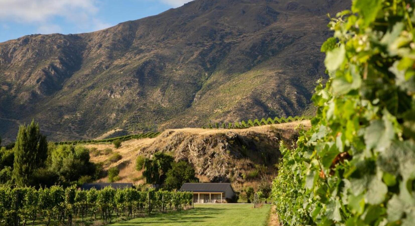 Vineyard & Mountain Views