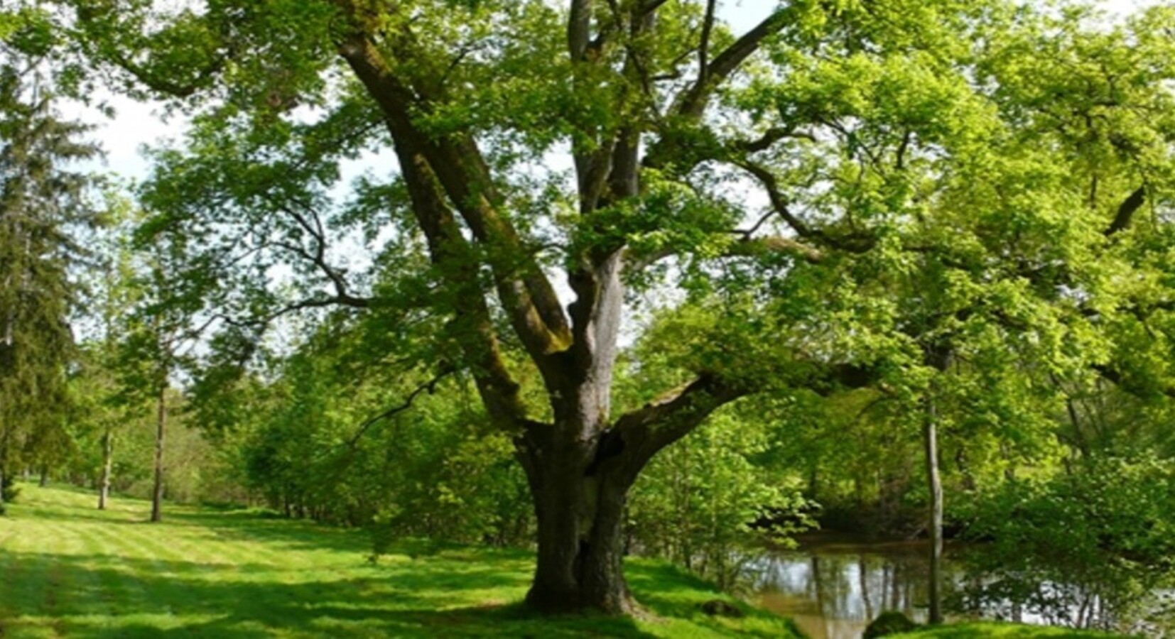 Ancient Oak Tree in Grounds