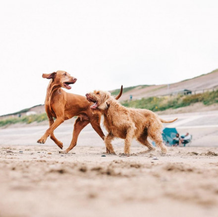 The Best Dog Friendly Hotels in the North Yorkshire Moors