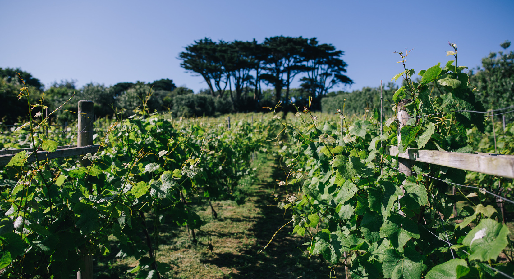 Vineyards