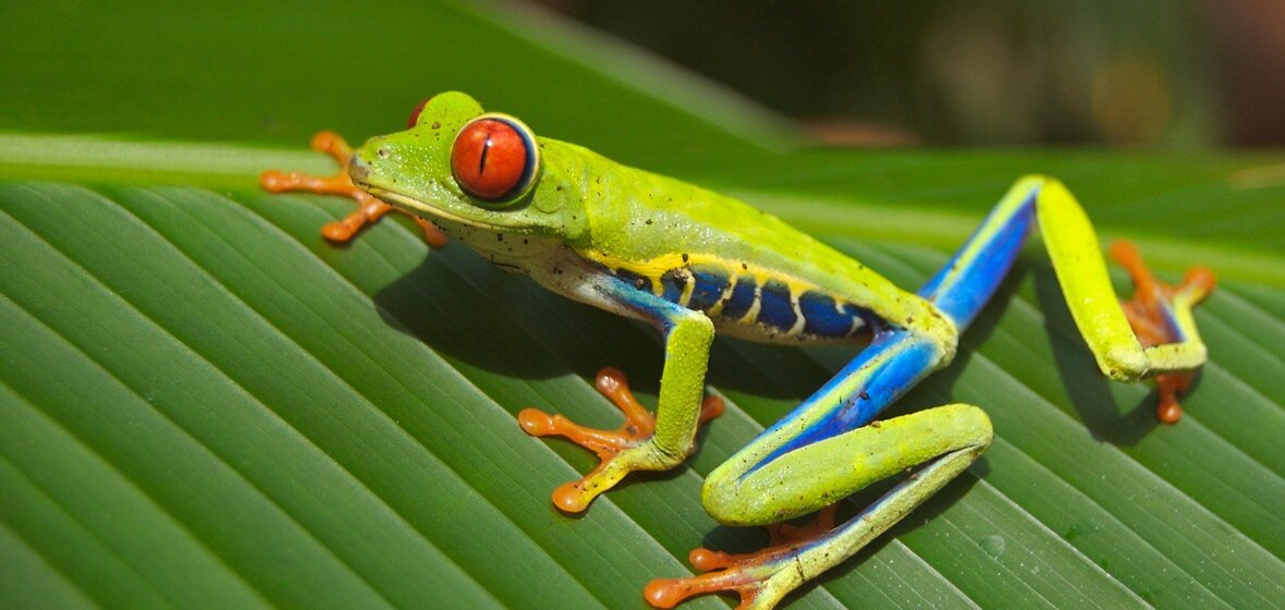 Photo of Costa Rica