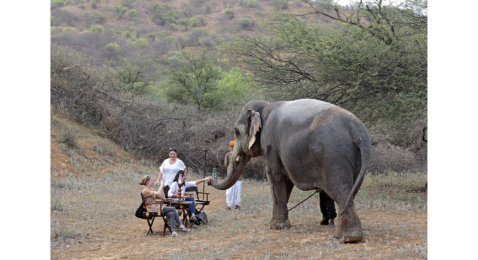 Dining with the elephants