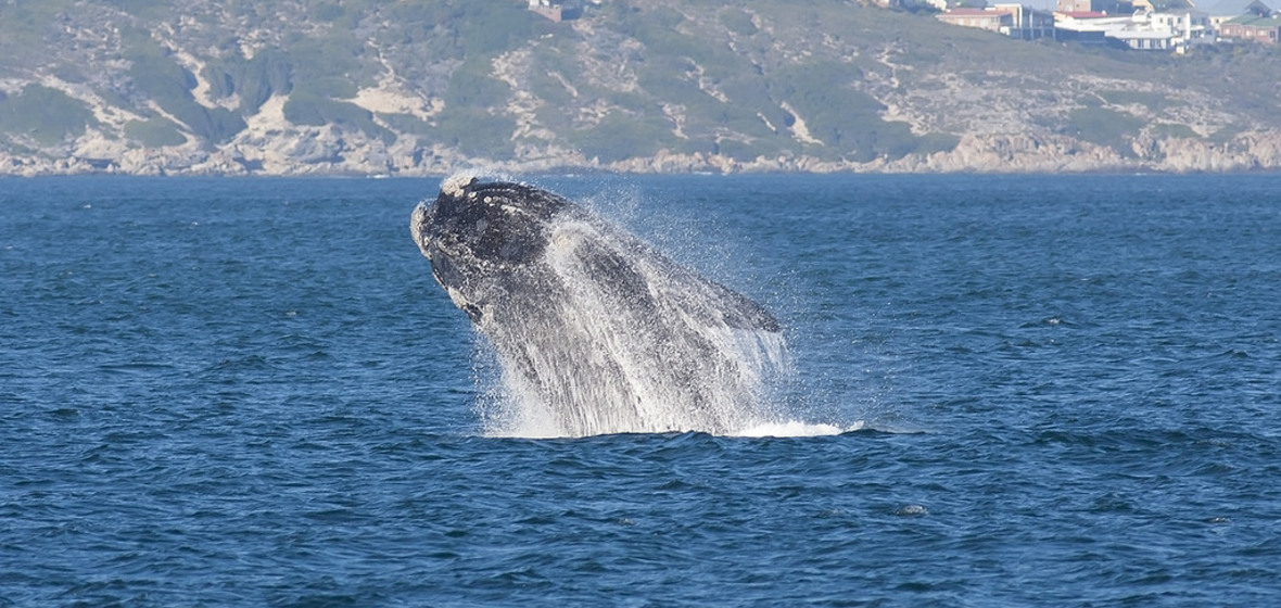 Photo of Hermanus