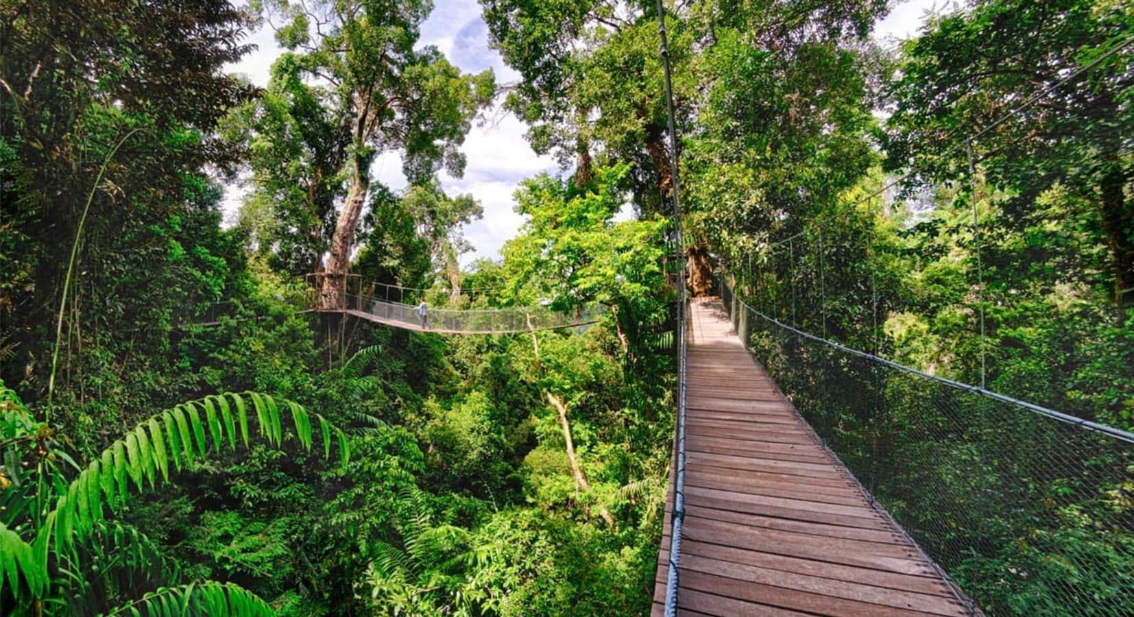 Canopy Walkway