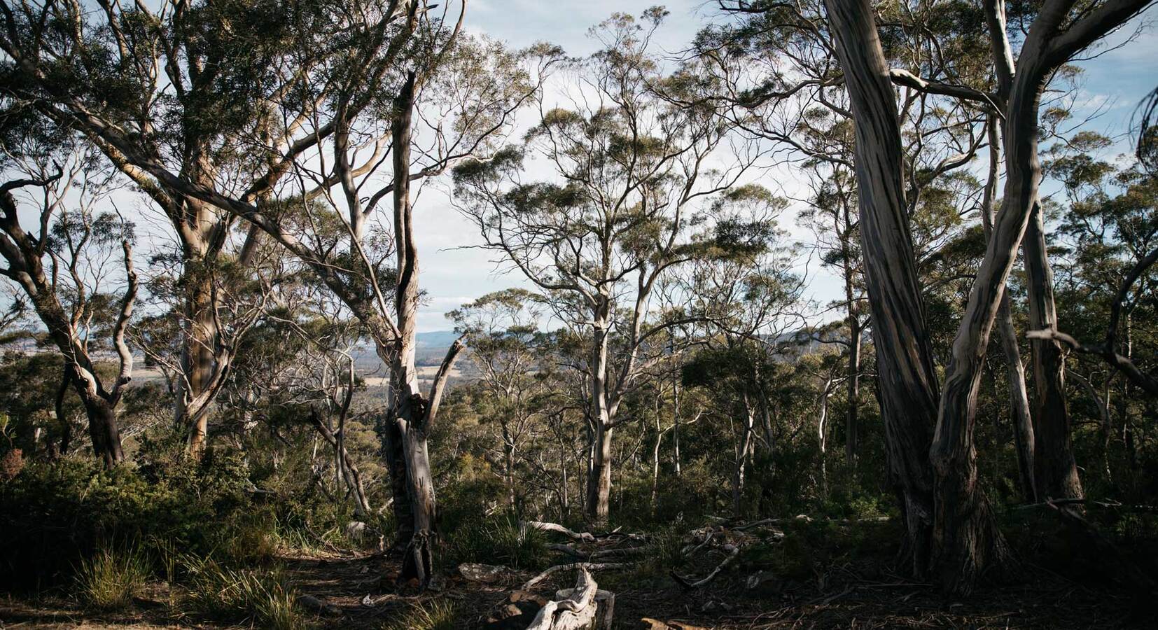 Views through the Forest