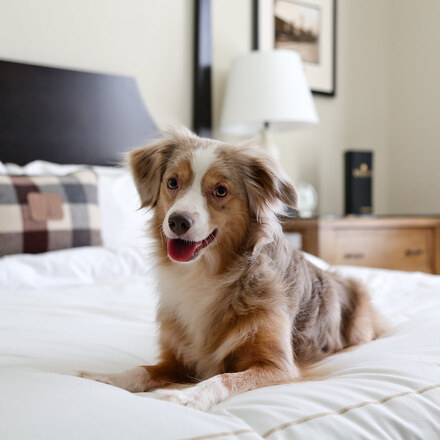 The Best Pet Friendly Hotels in Fort Lauderdale