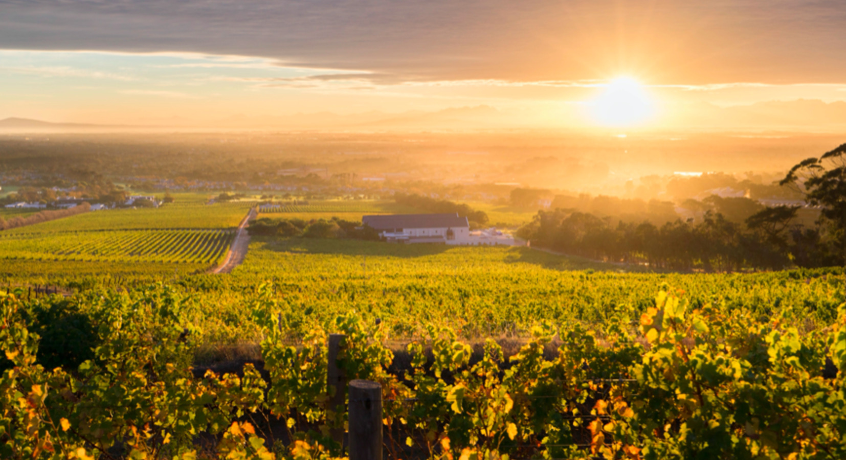 Vineyards