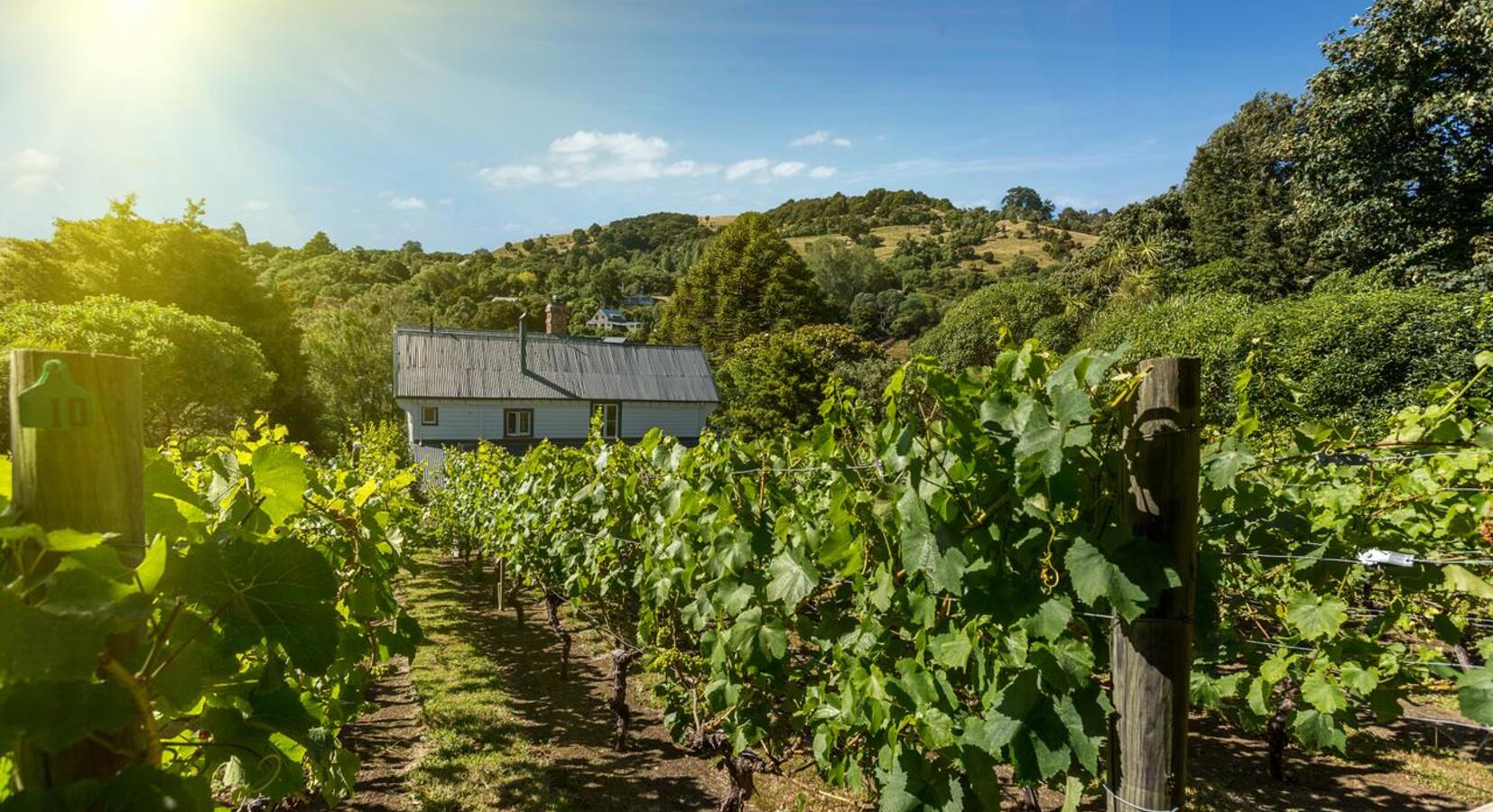 Local vineyards