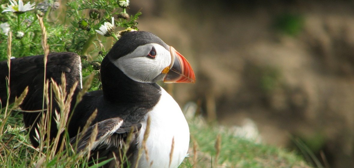 Photo de Îles Shetland