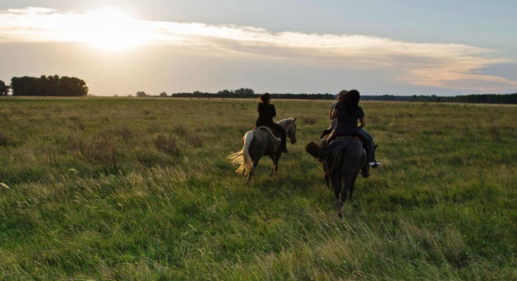 Horse riding in the meadows