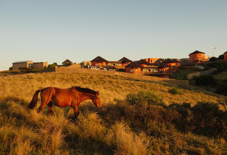 Swell Eco Lodge