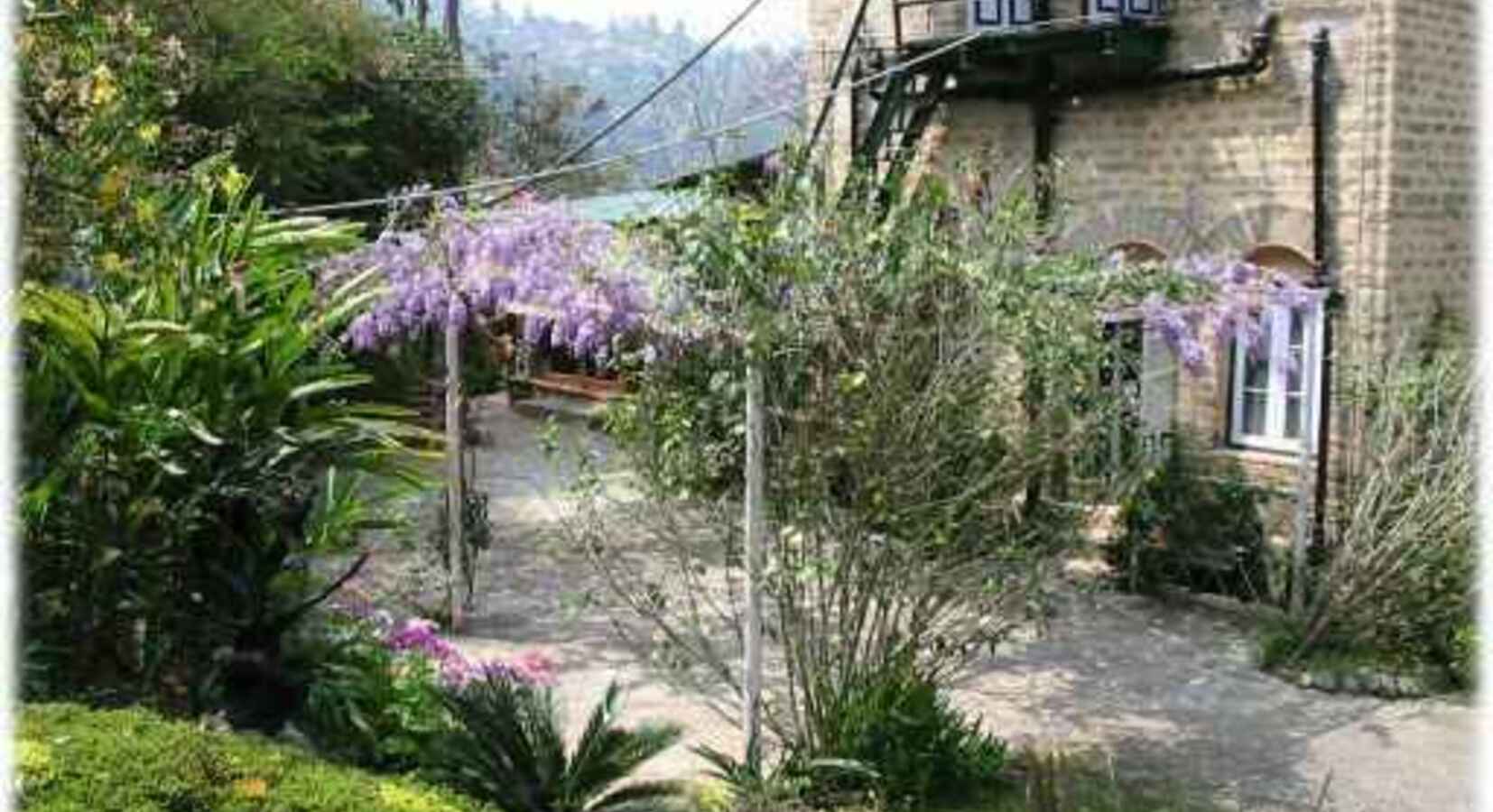 Wisteria blooming