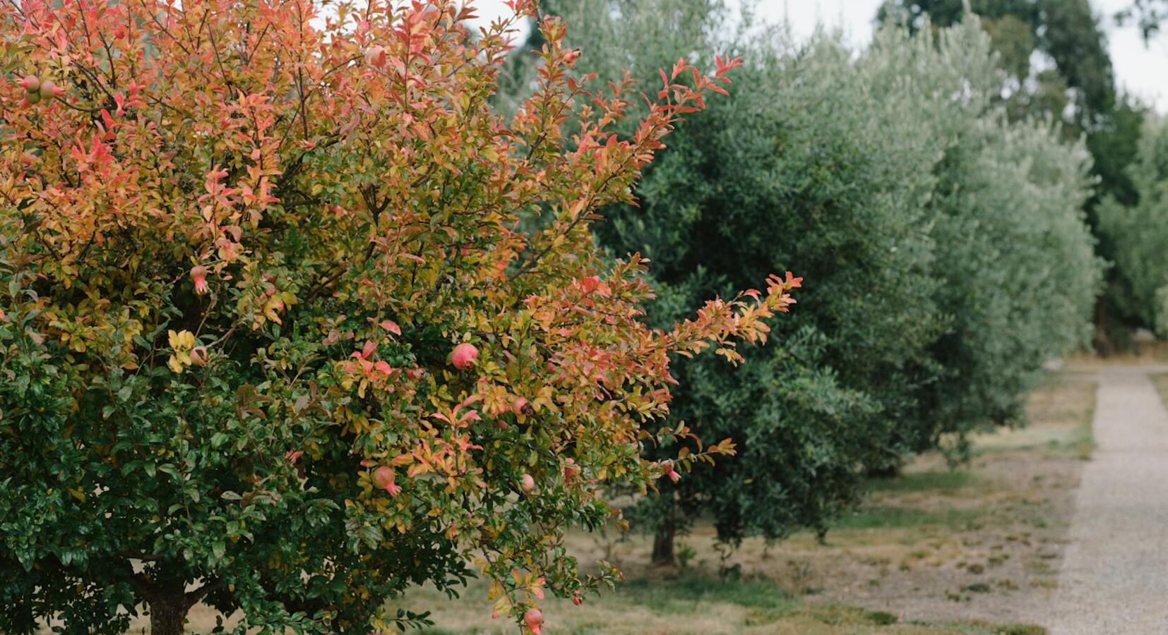 Farm - Trees along Trails