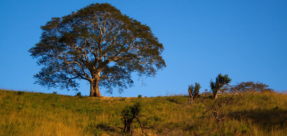 Photo of Guanacaste