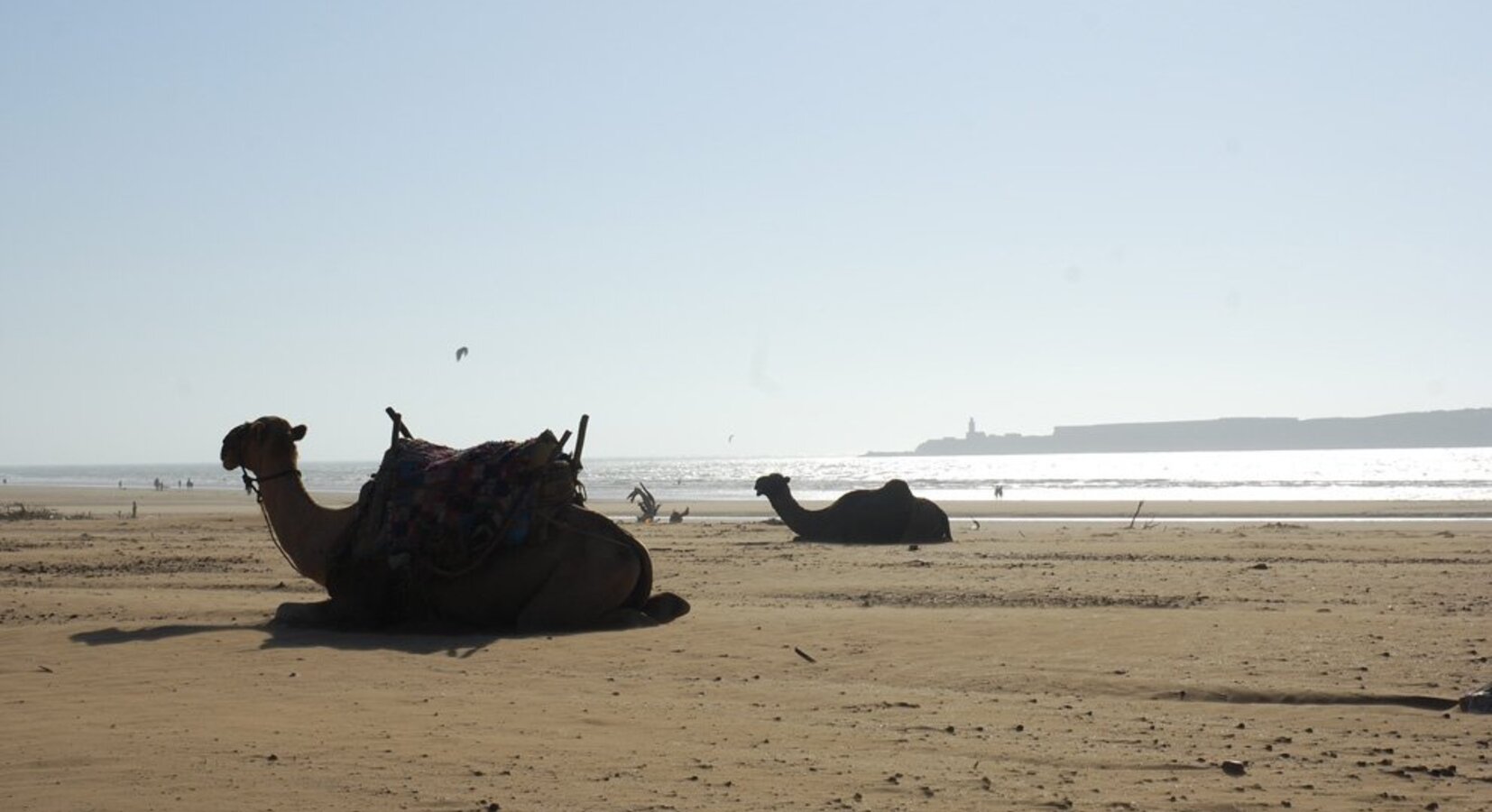 Camels on the beach