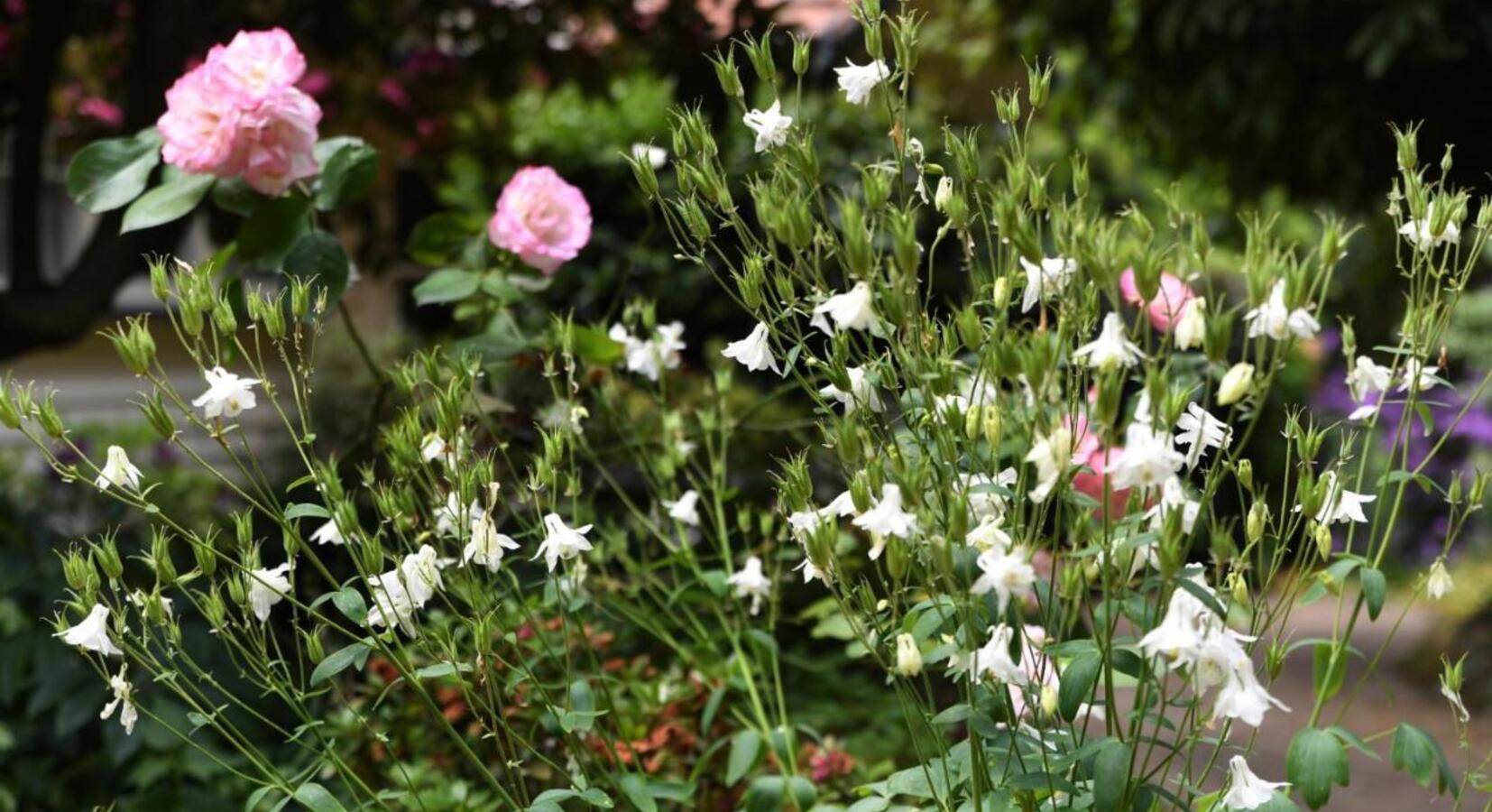 Garden Flowers