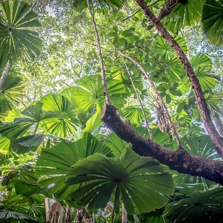 Up Close and Personal with the Daintree Rainforest