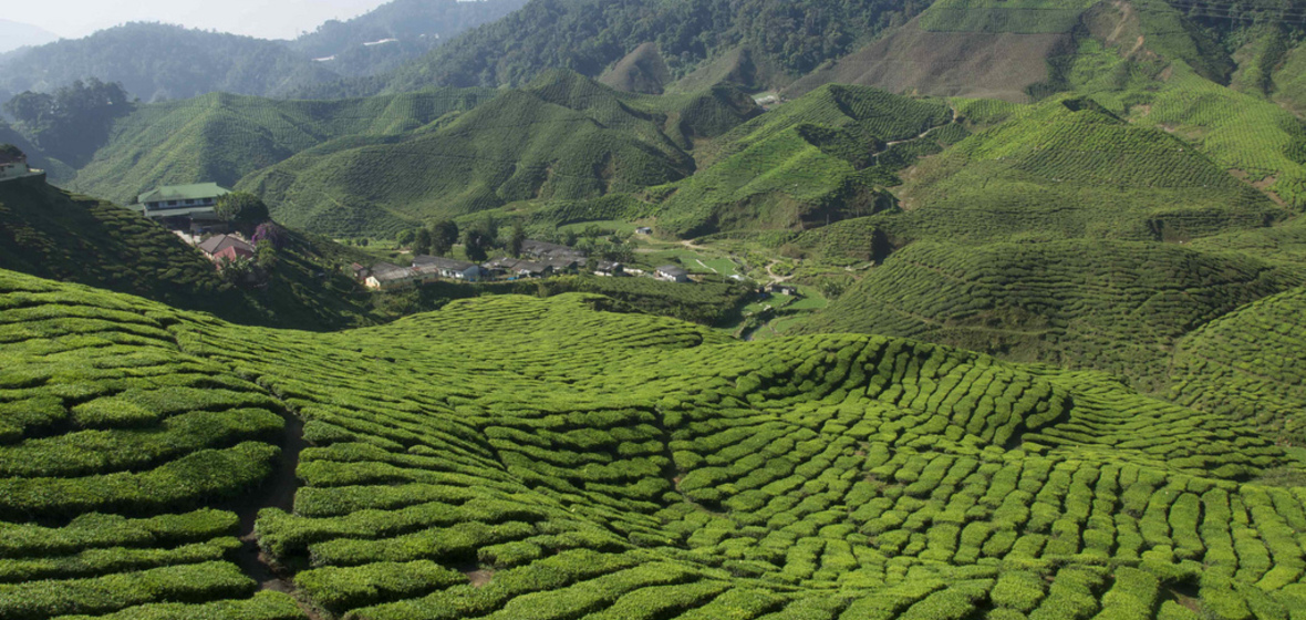 Photo of Cameron Highlands