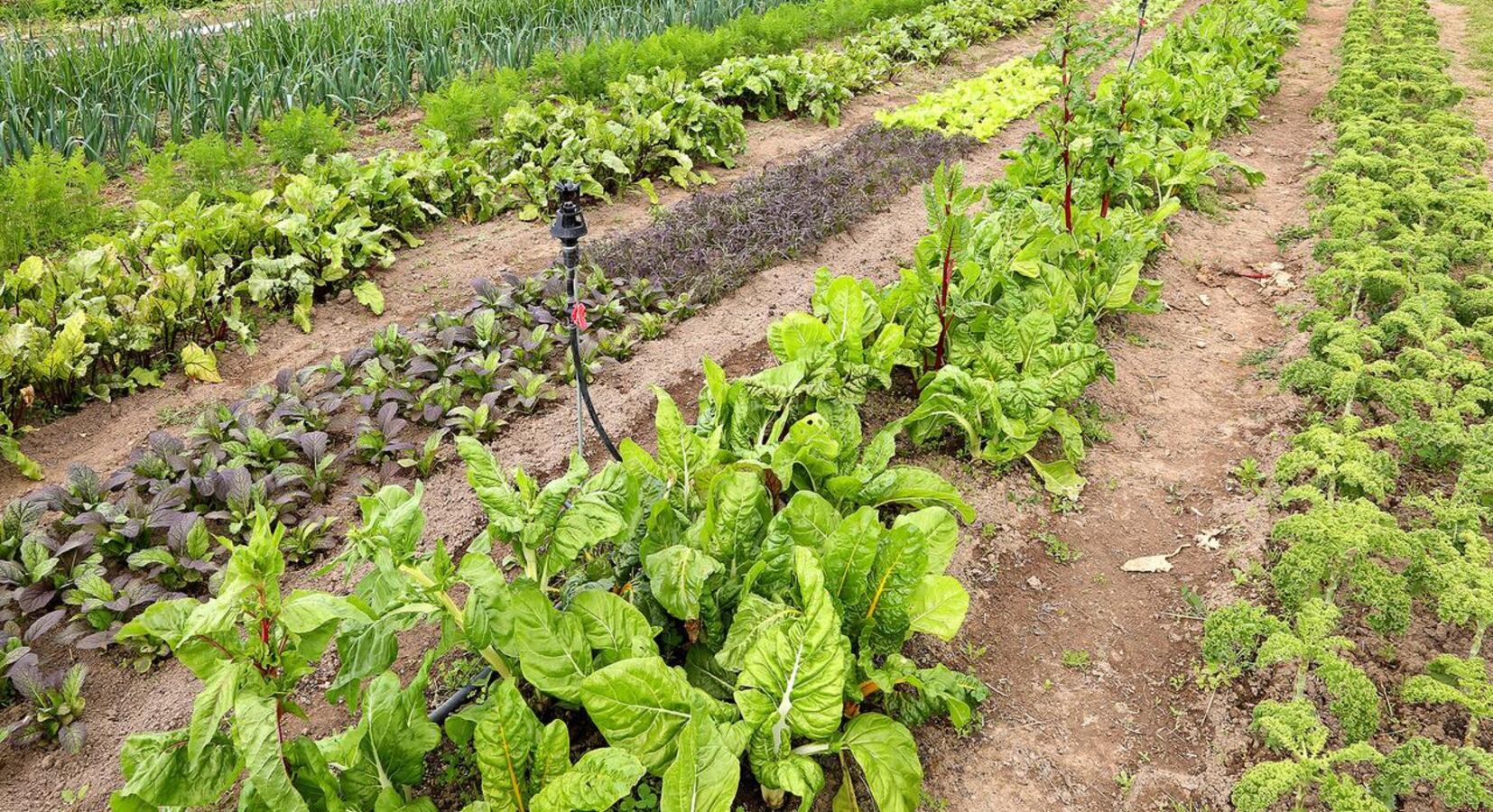 Fruit and vegetable farm