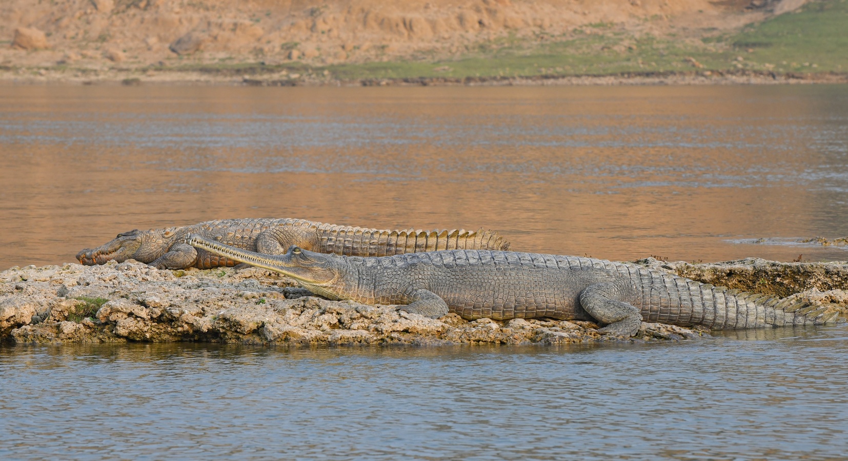 River Safari - Gharials & Marsh Crocodiles