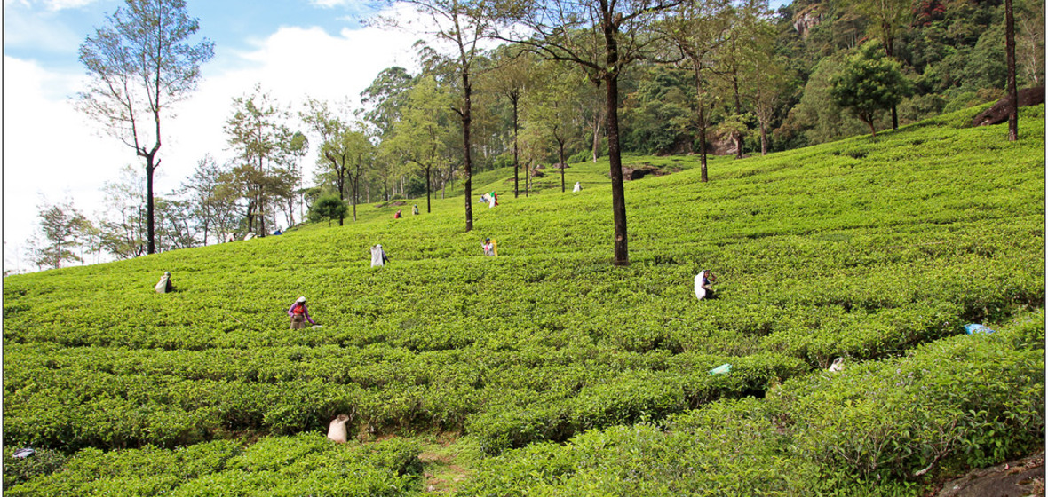 Foto von Nuwara Eliya