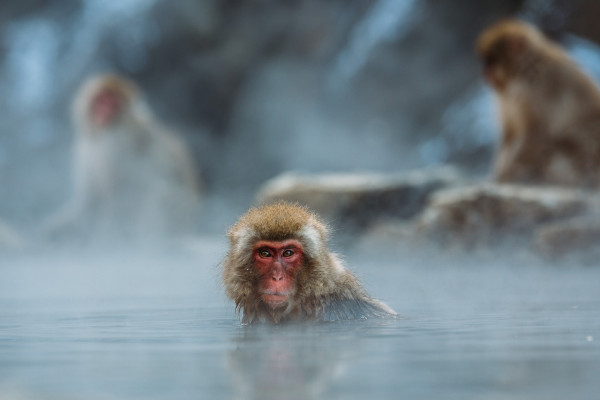 Jigokudani Monkey Park