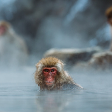 Meilleurs hôtels pour Jigokudani Monkey Park