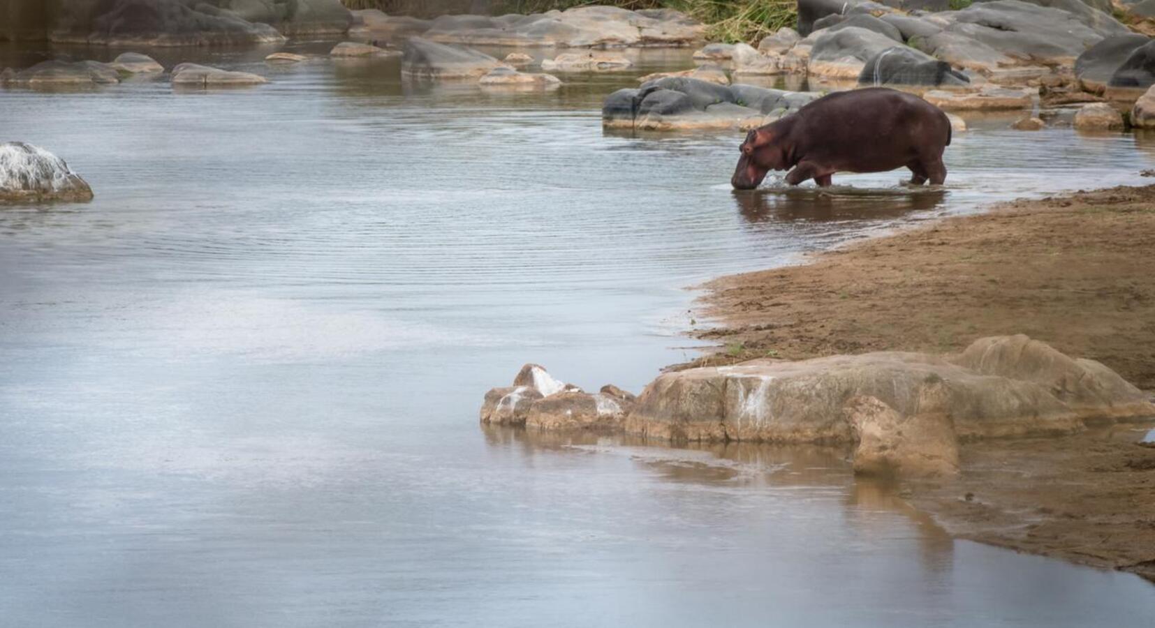 Watering Hole