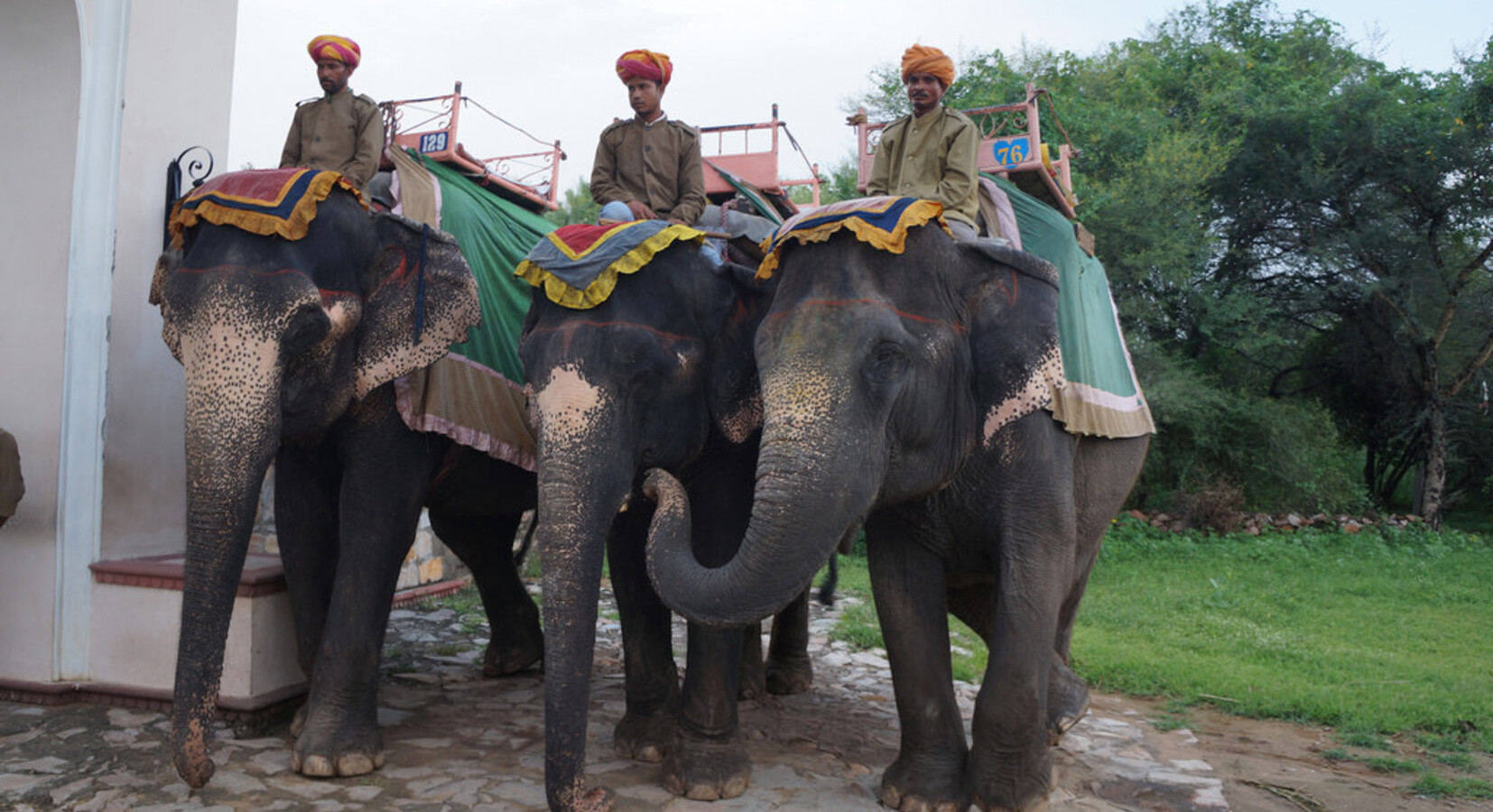 Elephants