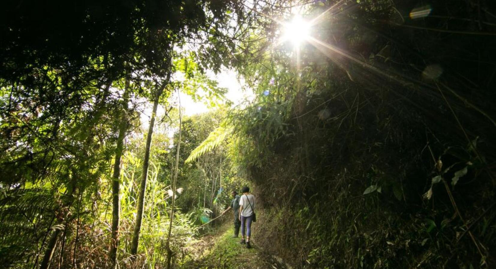 Jungle Walks