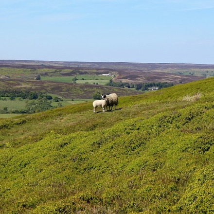 The 8 Best Hotels for The North York Moors National Park